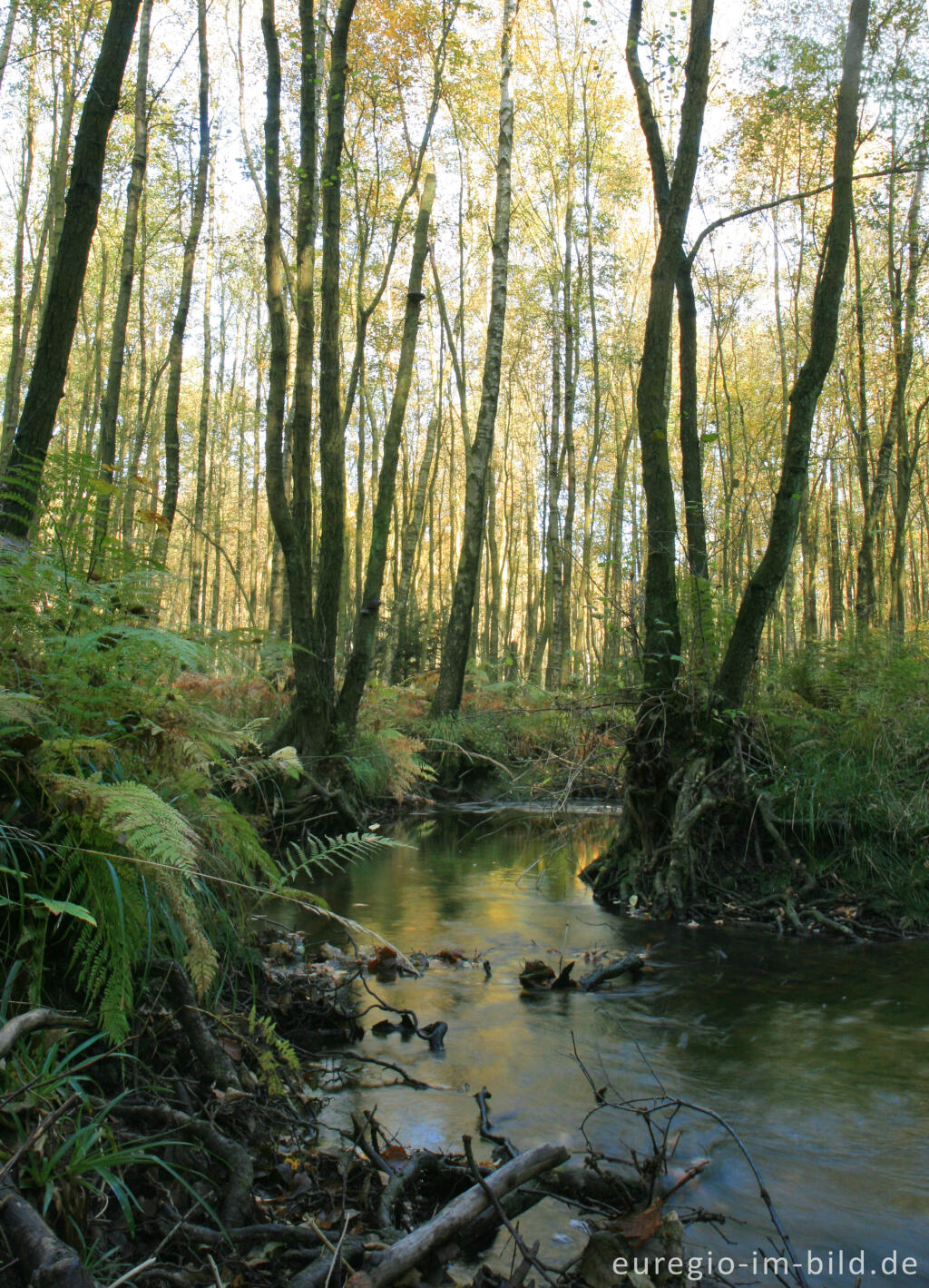 Detailansicht von Die Inde im Münsterwald, Nordeifel