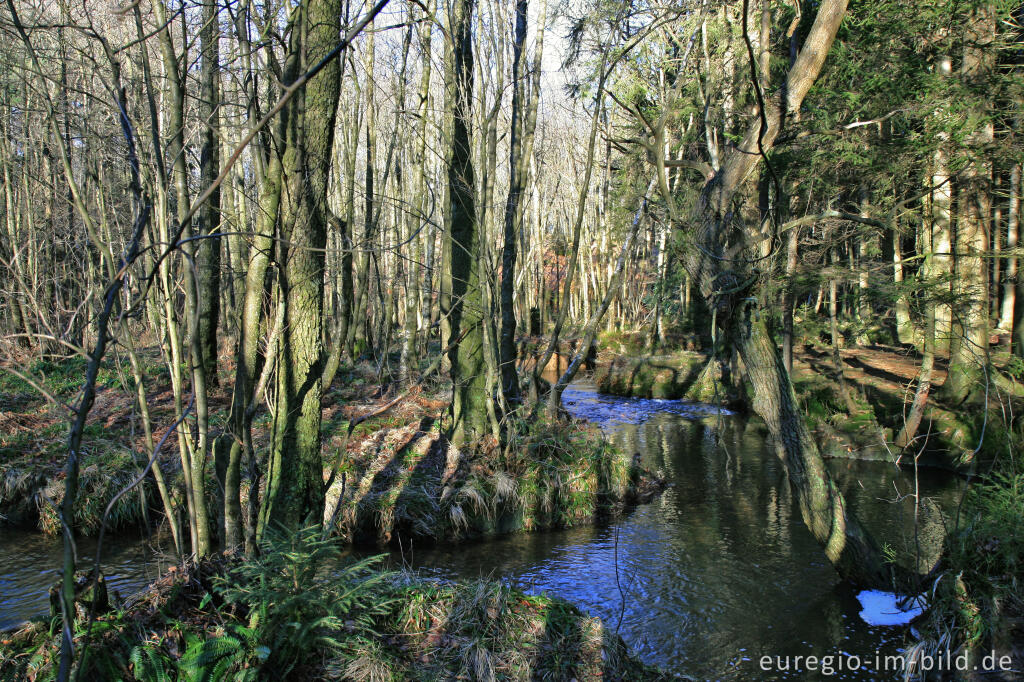 Detailansicht von Die Inde im Münsterwald, Nordeifel