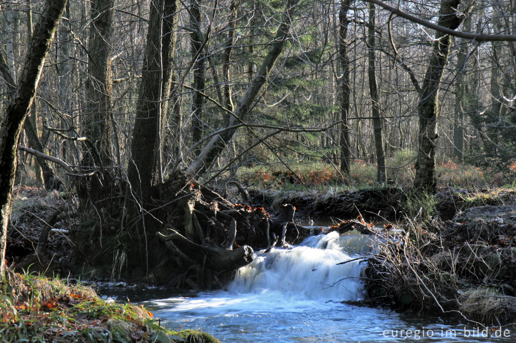 Detailansicht von Die Inde im Münsterwald, Nordeifel