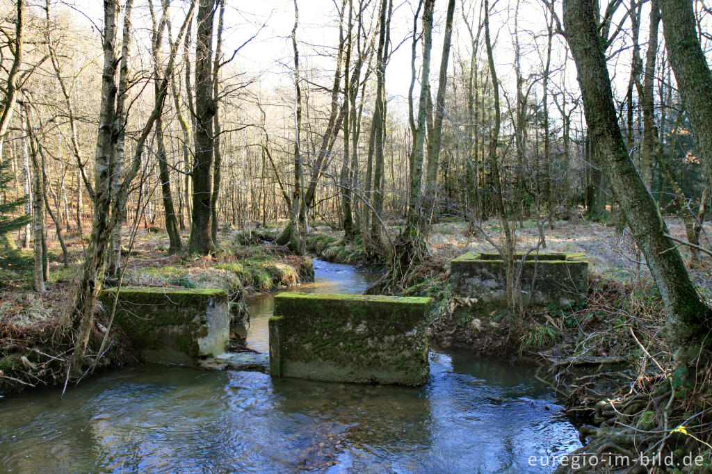 Detailansicht von Die Inde im Münsterwald, Nordeifel