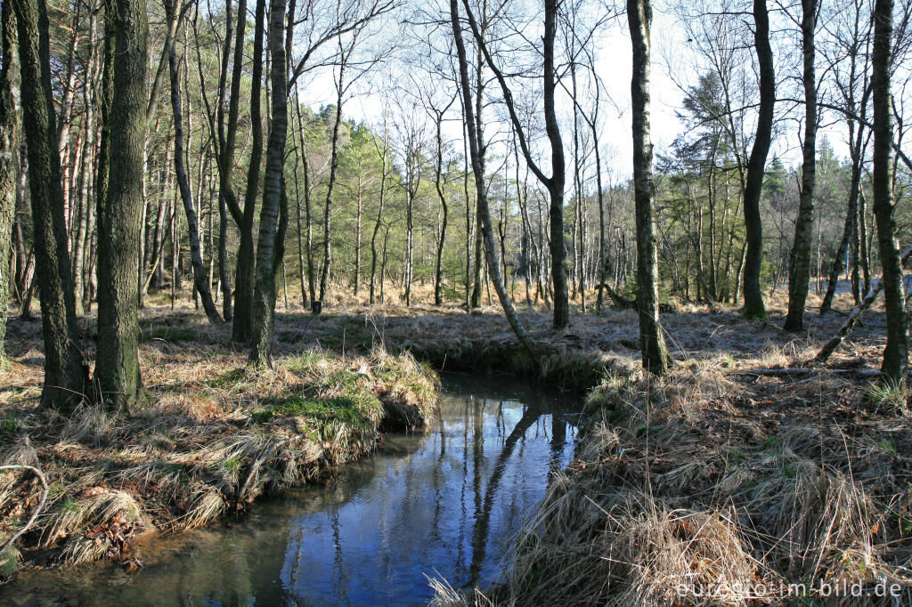 Detailansicht von Die Inde im Münsterwald, Nordeifel