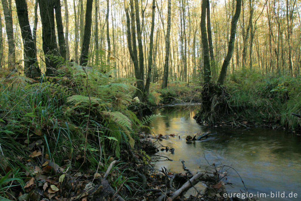 Detailansicht von Die Inde im Münsterwald, Nordeifel