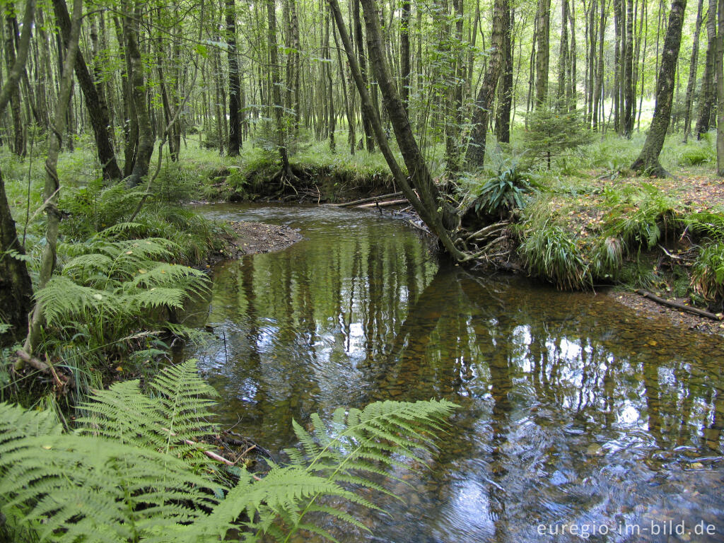 Detailansicht von Die Inde im Münsterwald, Nordeifel