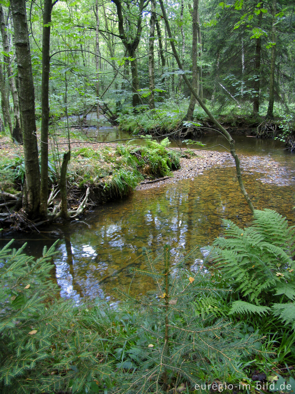 Detailansicht von Die Inde im Münsterwald, Nordeifel