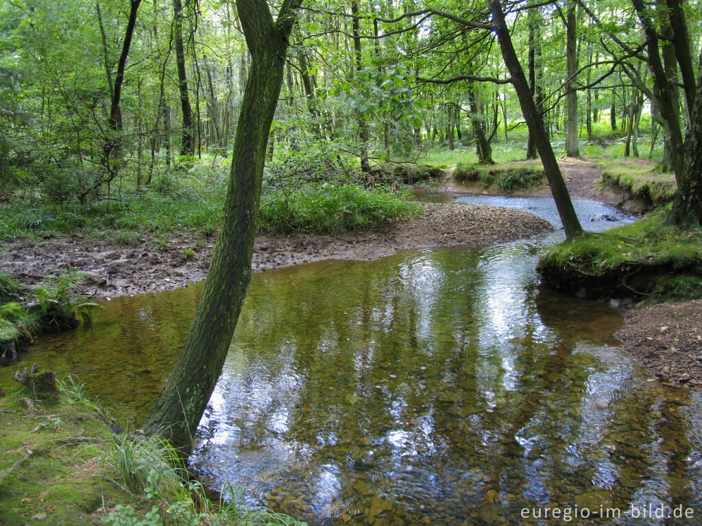 Detailansicht von Die Inde im Münsterwald, Nordeifel