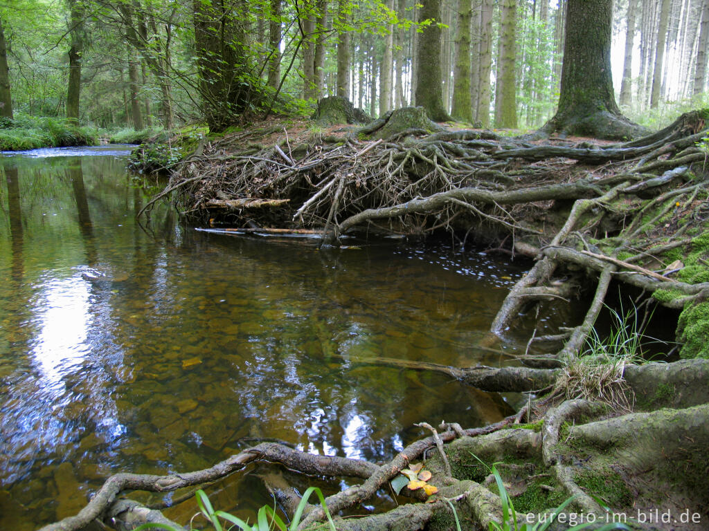 Detailansicht von Die Inde im Münsterwald, Nordeifel