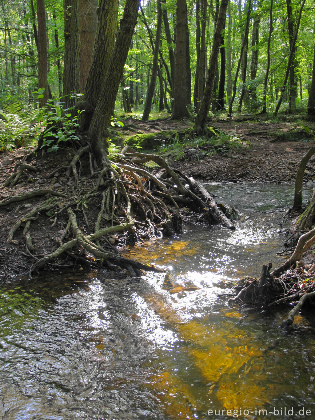 Detailansicht von Die Inde im Münsterwald, Nordeifel