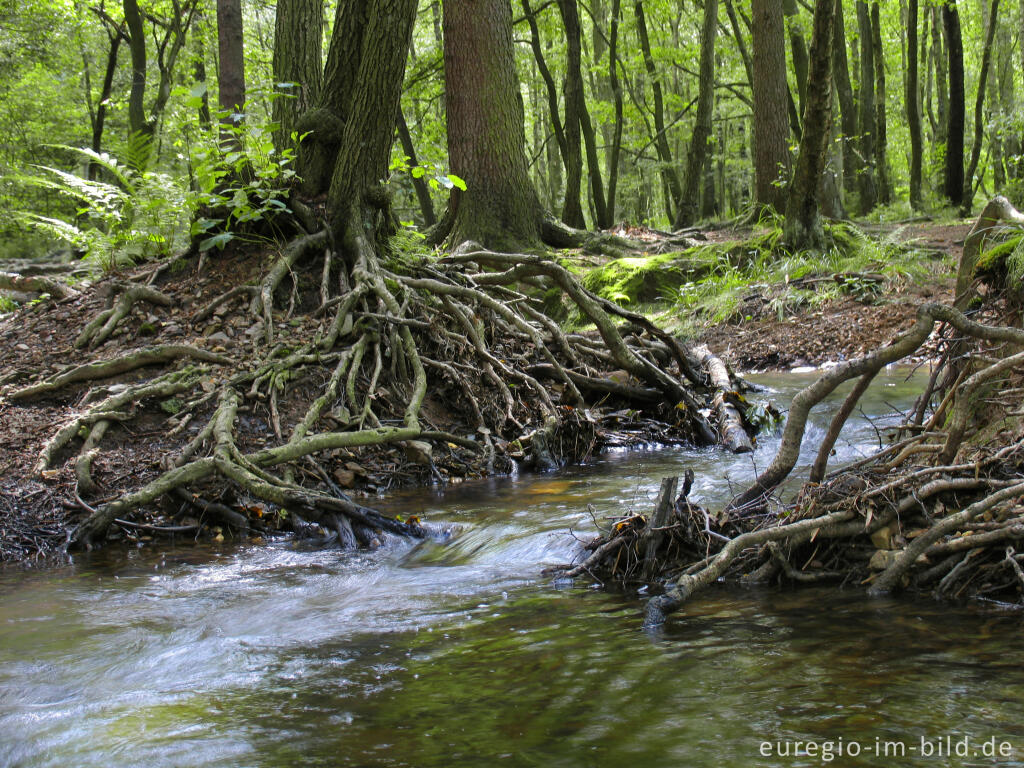 Detailansicht von Die Inde im Münsterwald, Nordeifel