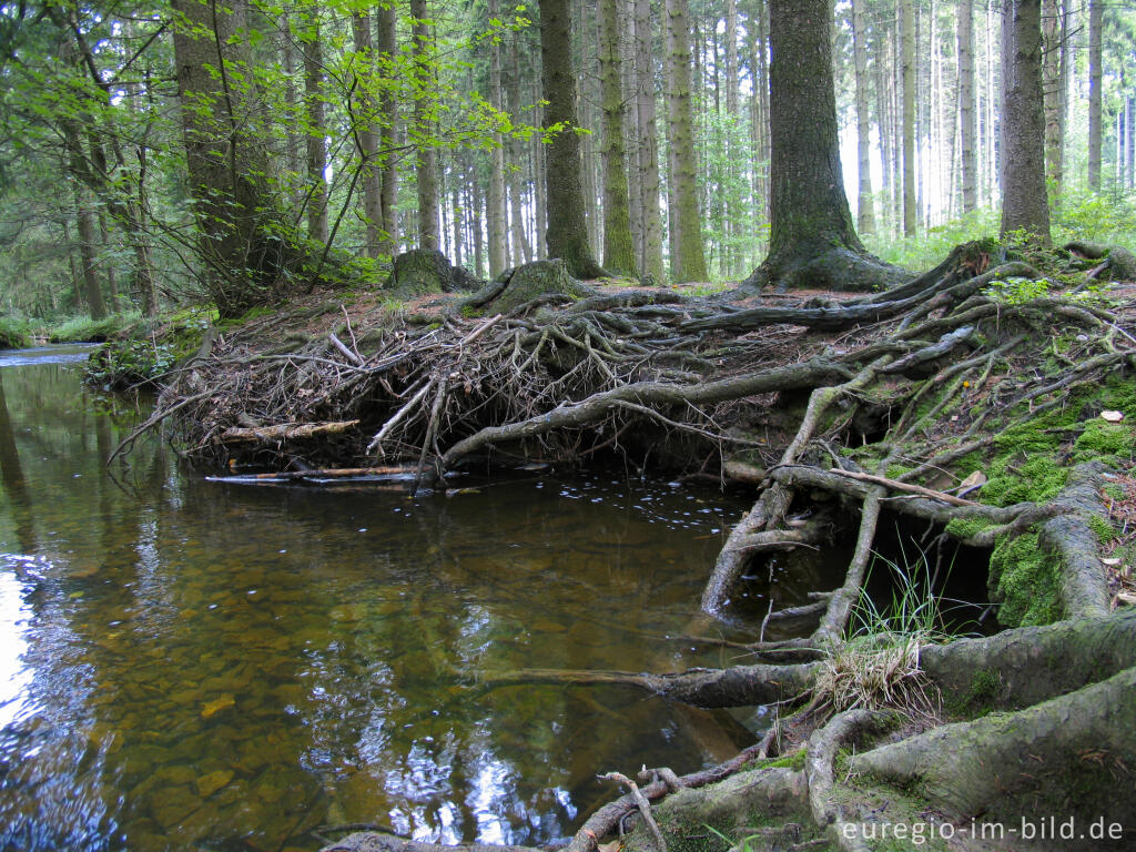 Detailansicht von Die Inde im Münsterwald, Nordeifel