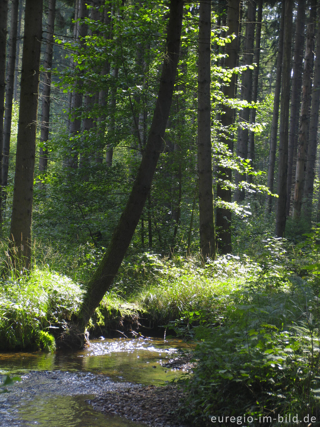 Detailansicht von Die Inde im Münsterwald, Nordeifel