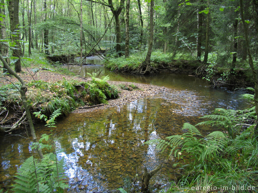 Detailansicht von Die Inde im Münsterwald, Nordeifel