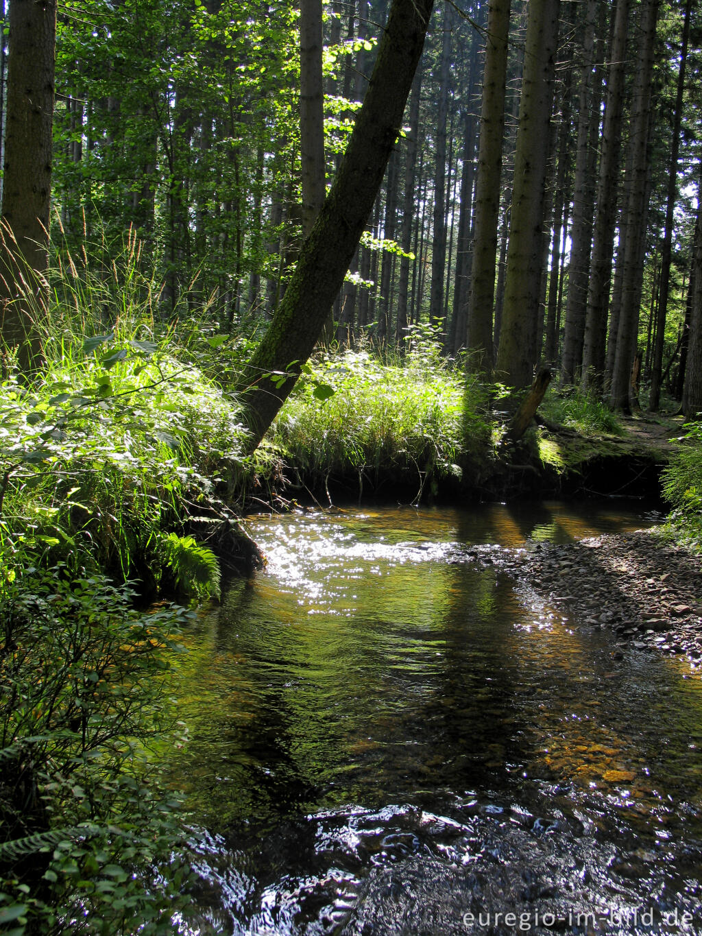 Detailansicht von Die Inde im Münsterwald, Nordeifel