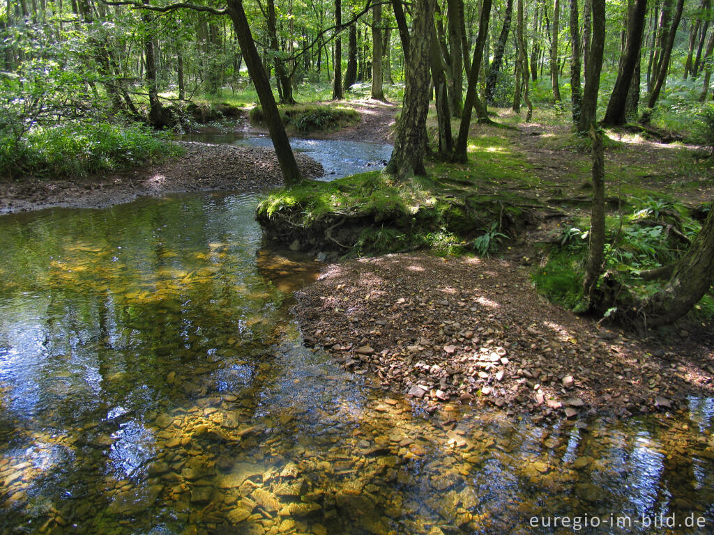 Detailansicht von Die Inde im Münsterwald, Nordeifel