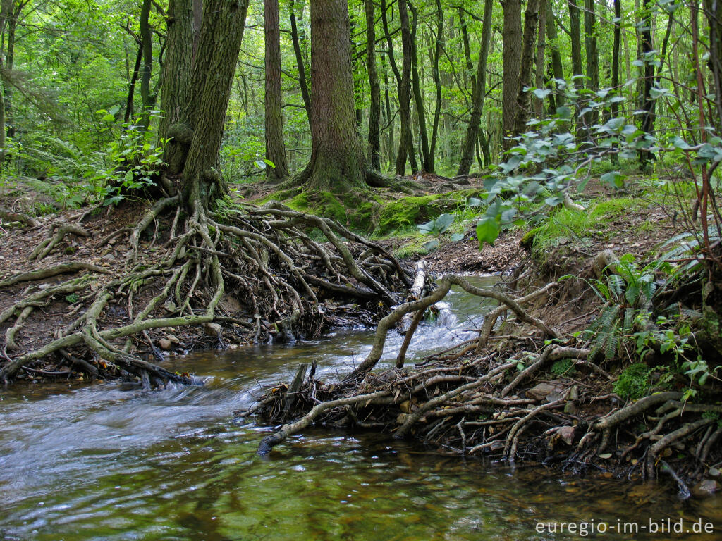 Detailansicht von Die Inde im Münsterwald, Nordeifel