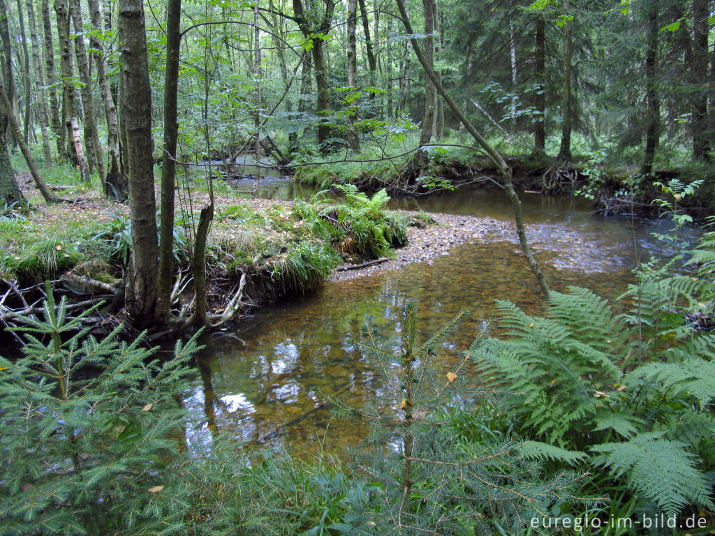 Detailansicht von Die Inde im Münsterwald, Nordeifel