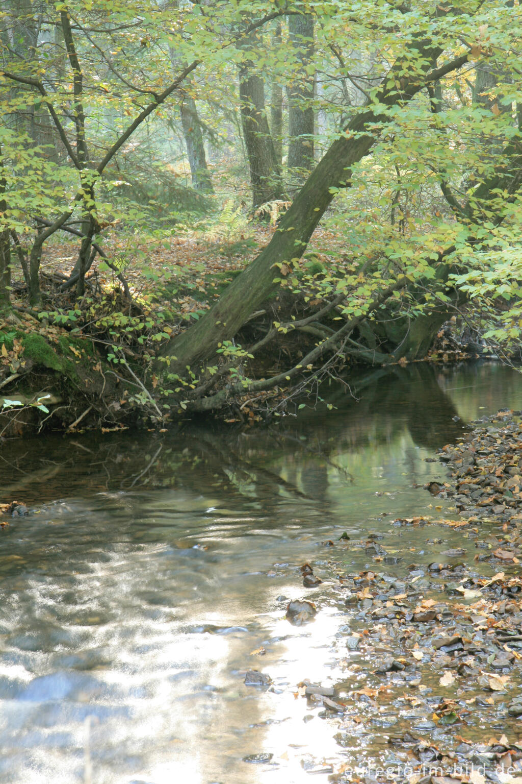 Detailansicht von Die Inde im Münsterwald, Nordeifel