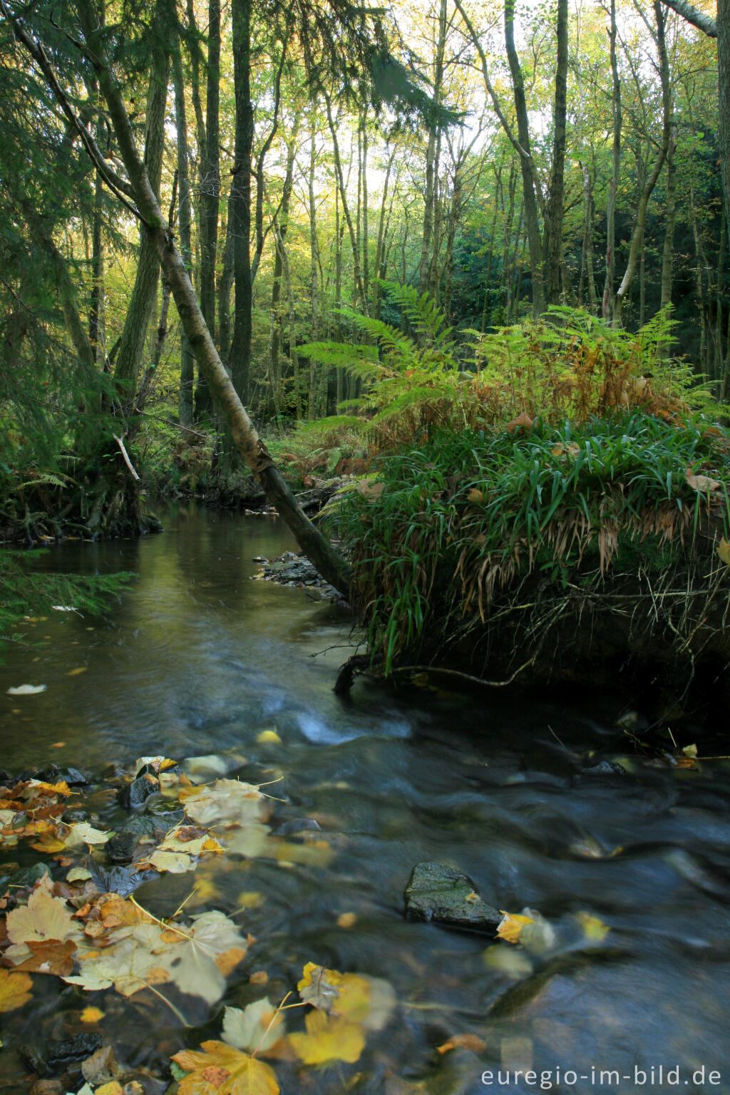 Detailansicht von Die Inde im Münsterwald, Nordeifel