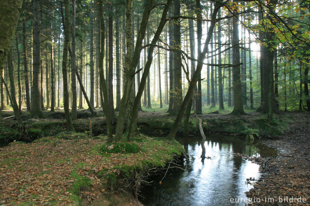 Detailansicht von Die Inde im Münsterwald, Nordeifel