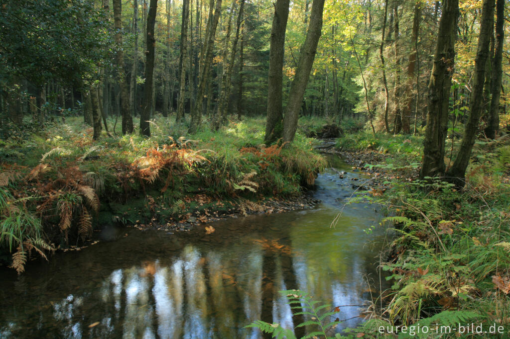 Detailansicht von Die Inde im Münsterwald, Nordeifel