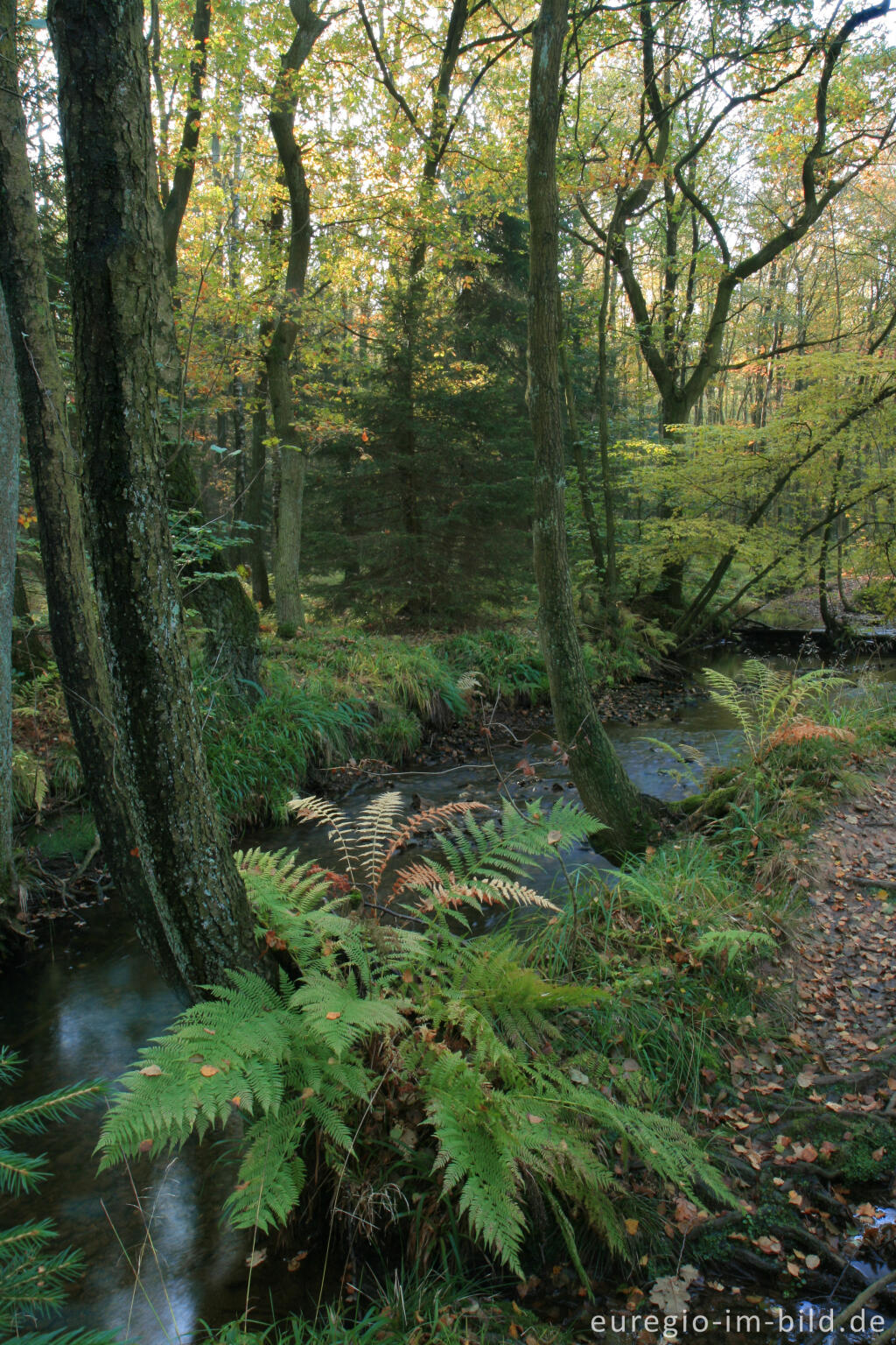 Detailansicht von Die Inde im Münsterwald, Nordeifel