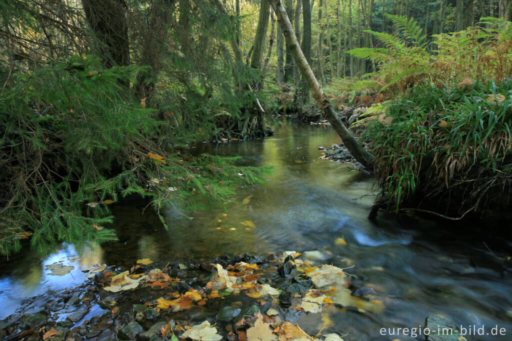 Detailansicht von Die Inde im Münsterwald, Nordeifel