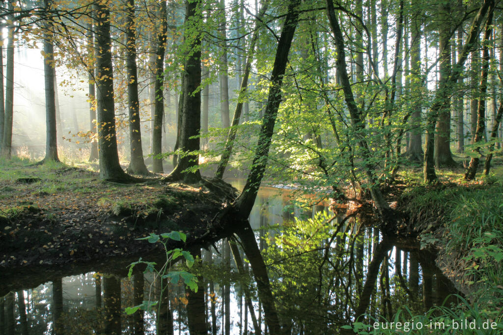 Detailansicht von Die Inde im Münsterwald, Nordeifel