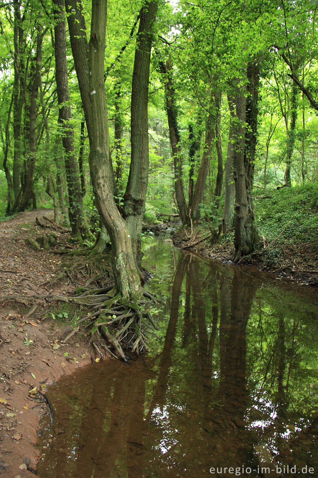 Detailansicht von Die Inde im Steinbruchgebiet von Aachen-Walheim