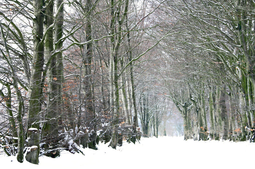 Detailansicht von Die Kalferscheider Gasse bei Simmerath im Winter