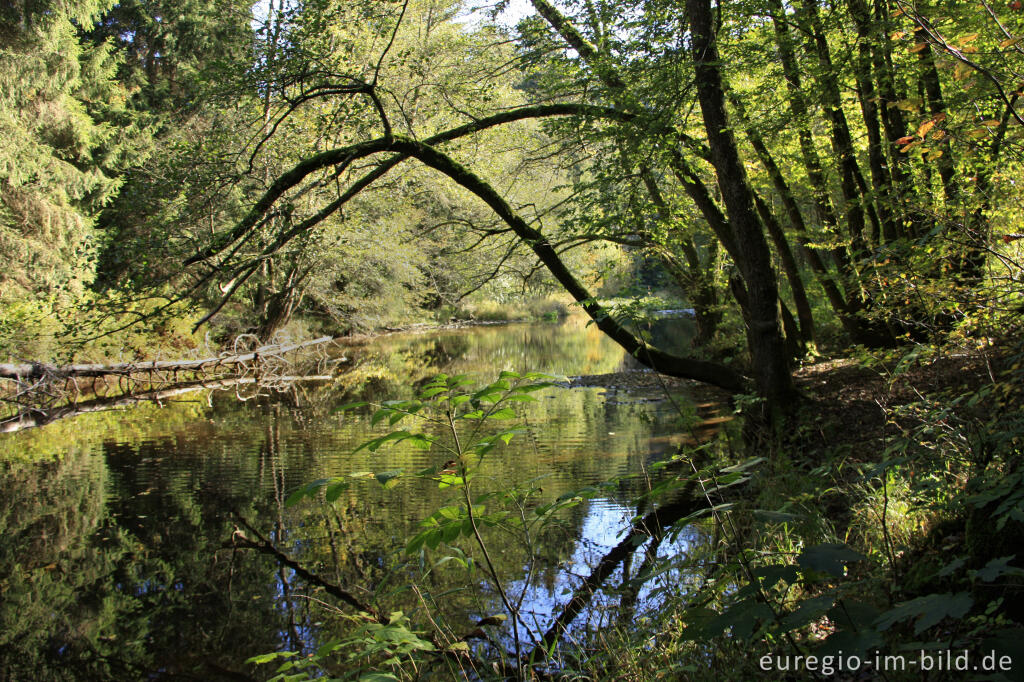 Detailansicht von Die Lieser zwischen Manderscheid und Himmerod