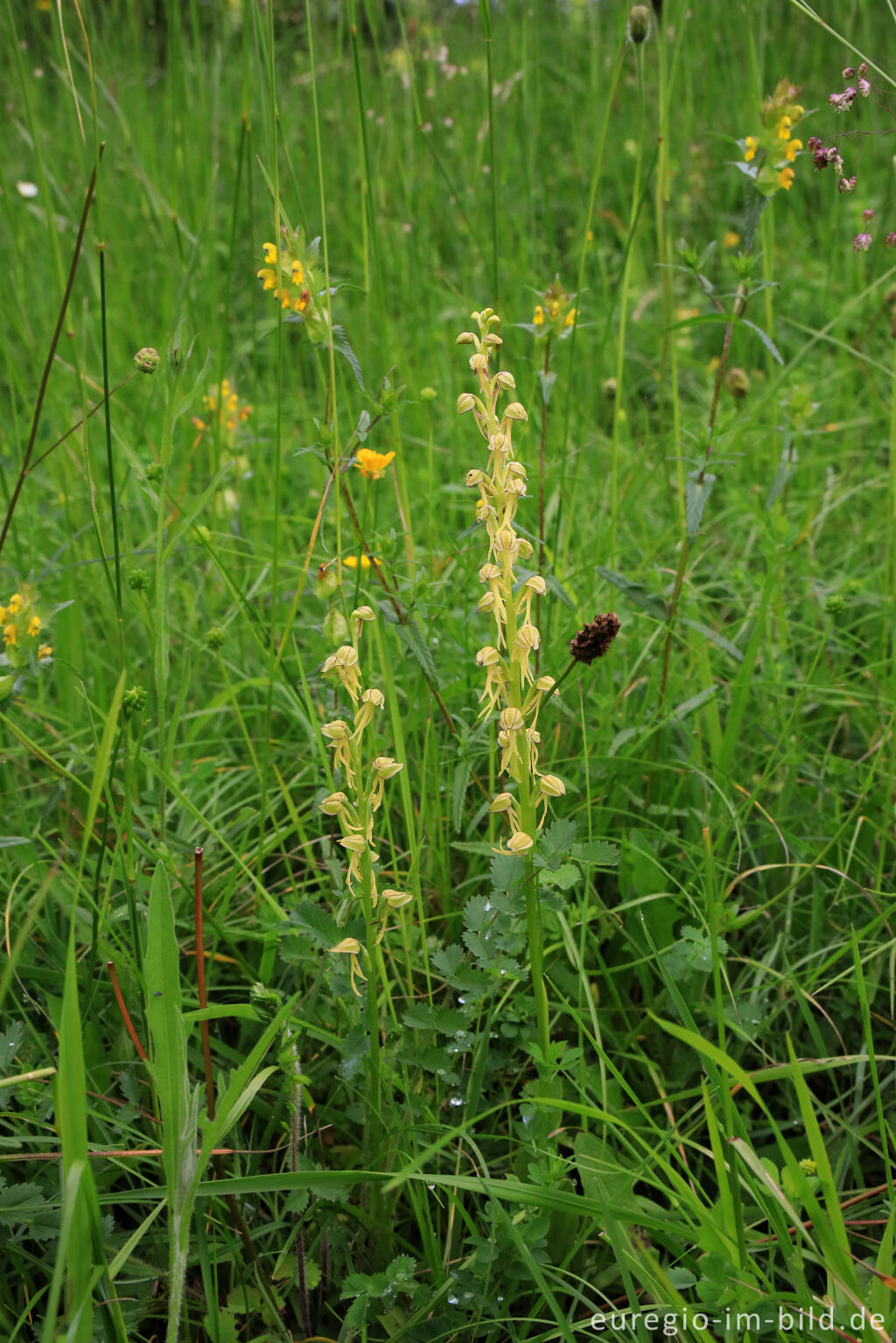 Detailansicht von Die Orchidee Ohnhorn (Orchis anthropophora)