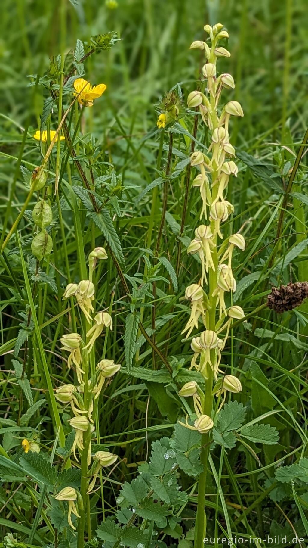 Detailansicht von Die Orchidee Ohnhorn (Orchis anthropophora)