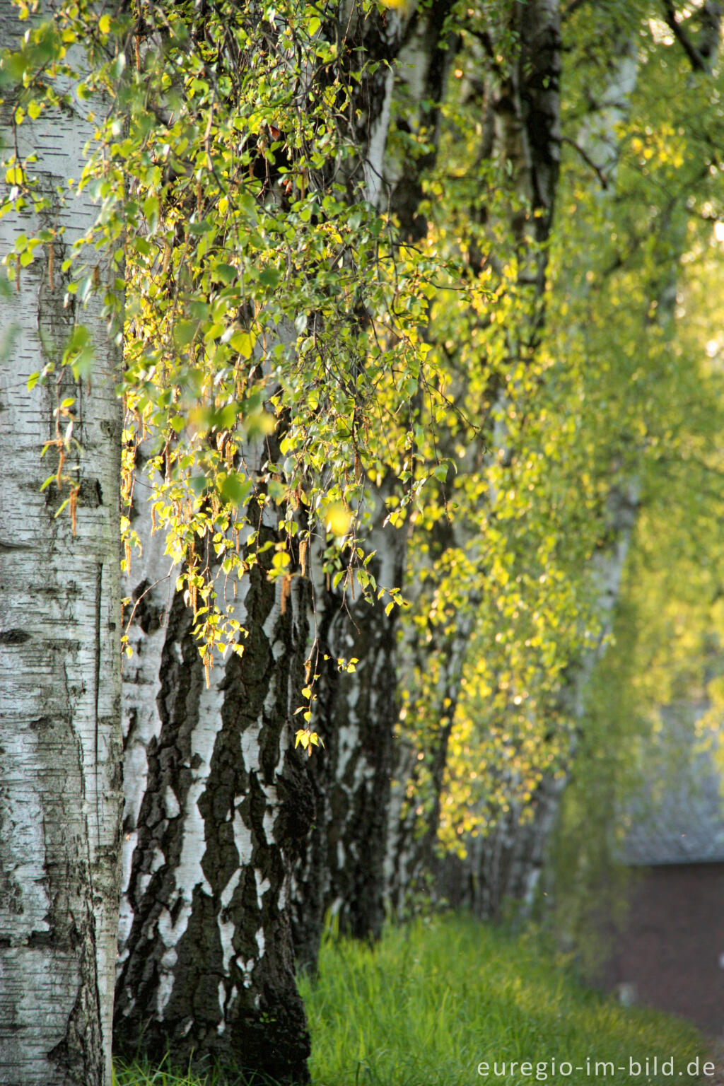 Detailansicht von Die Ottenfelder Allee im April