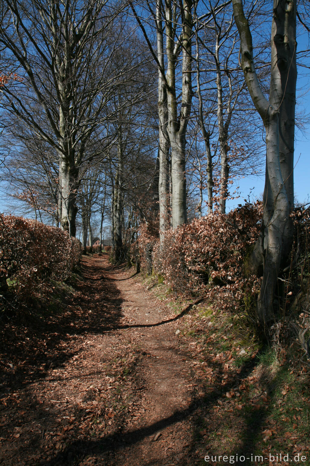 Detailansicht von Die Renertzgasse in Mützenich, Eifelsteig