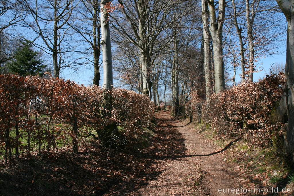 Detailansicht von Die Renertzgasse in Mützenich, Eifelsteig