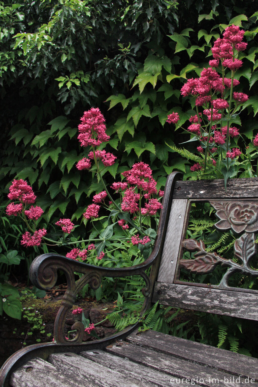 Detailansicht von Die Rote Spornblume, Centranthus ruber