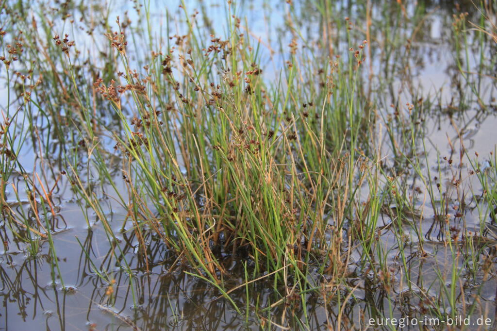 Die Sandbinse, Juncus tenageia, ein "Zwerg der Drover Heide"