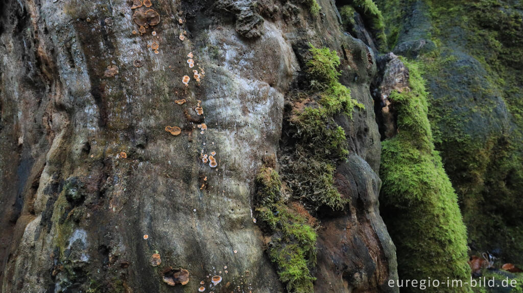 Detailansicht von Die Six Hêtres im Fagne de Lonlou