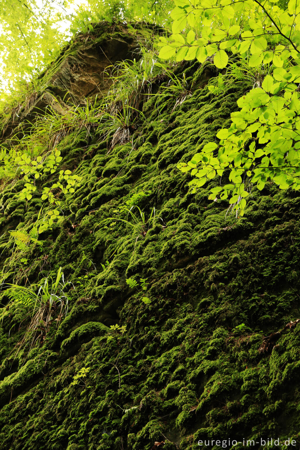 Detailansicht von Die Teufelsschlucht bei Ernzen, Südeifel