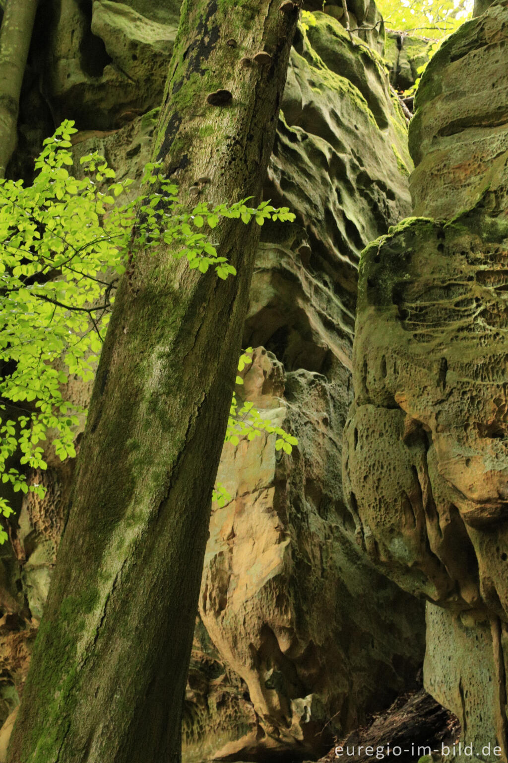 Detailansicht von Die Teufelsschlucht bei Ernzen, Südeifel