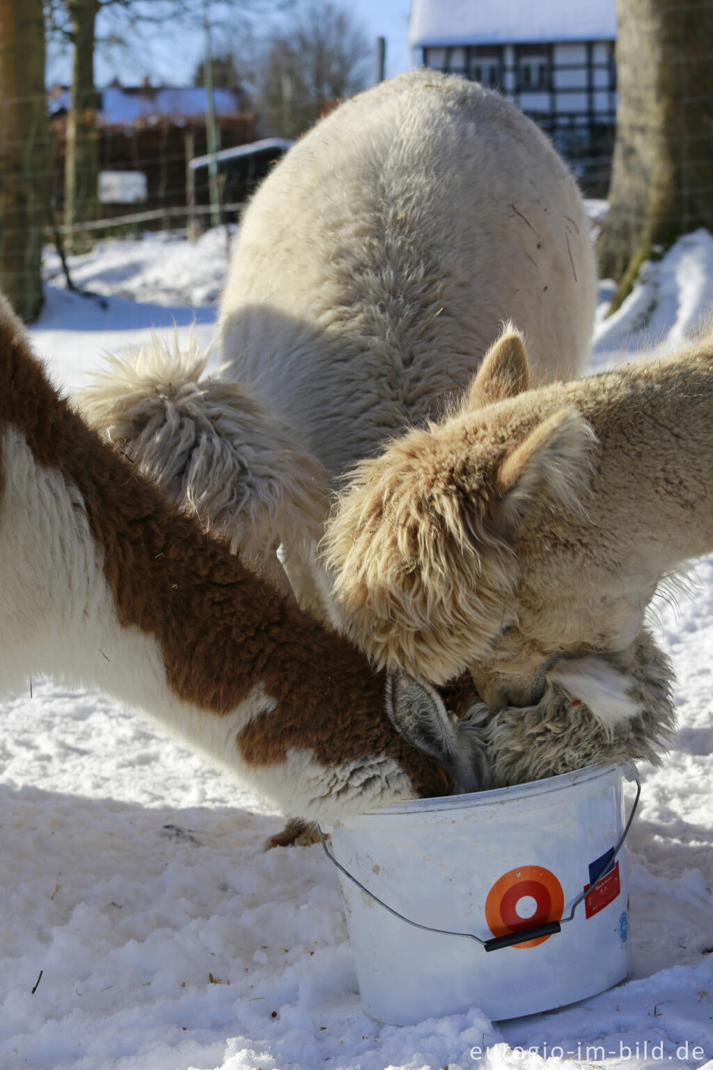 Detailansicht von Die "Venn-Lamas" von Paustenbach