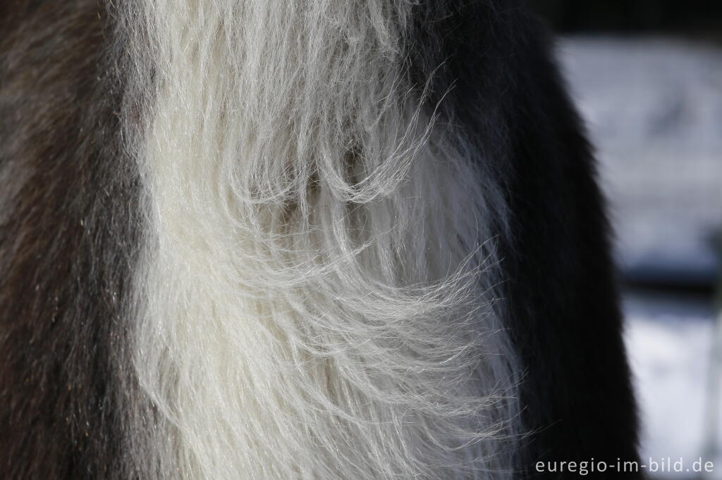 Detailansicht von Die "Venn-Lamas" von Paustenbach