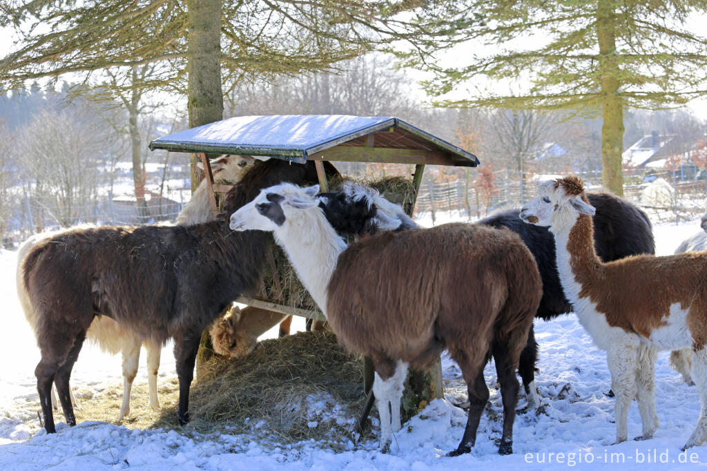 Detailansicht von Die "Venn-Lamas" von Paustenbach