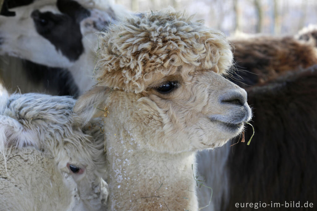 Detailansicht von Die "Venn-Lamas" von Paustenbach