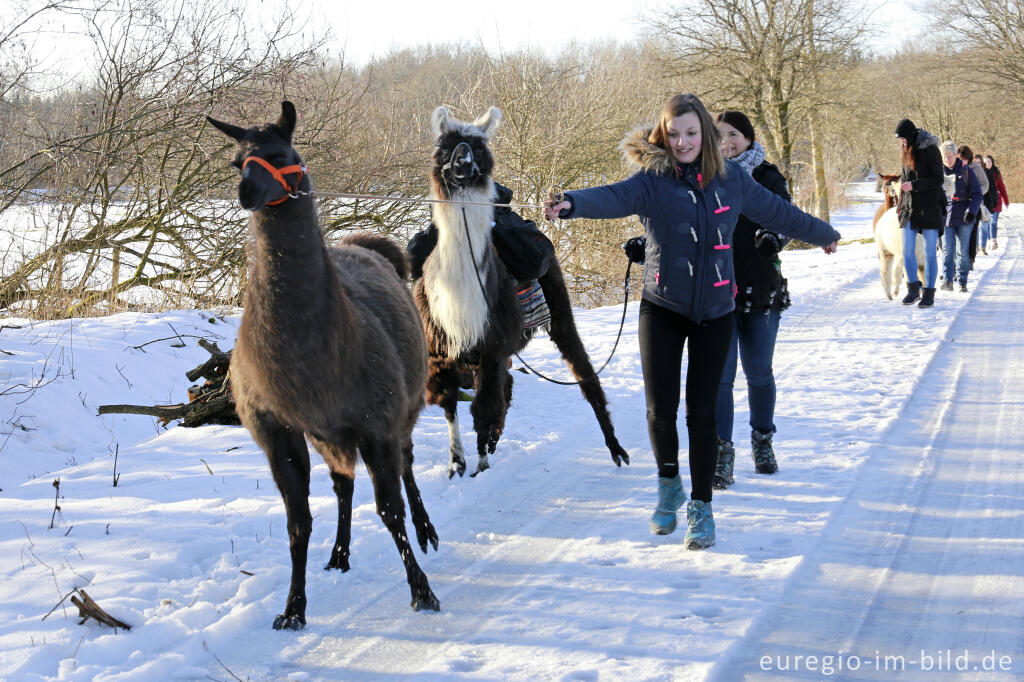 Detailansicht von Die "Venn-Lamas" von Paustenbach