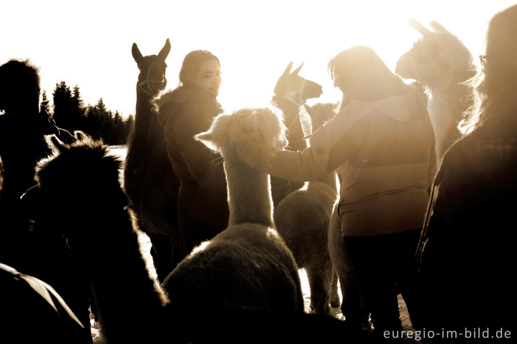 Detailansicht von Die "Venn-Lamas" von Paustenbach