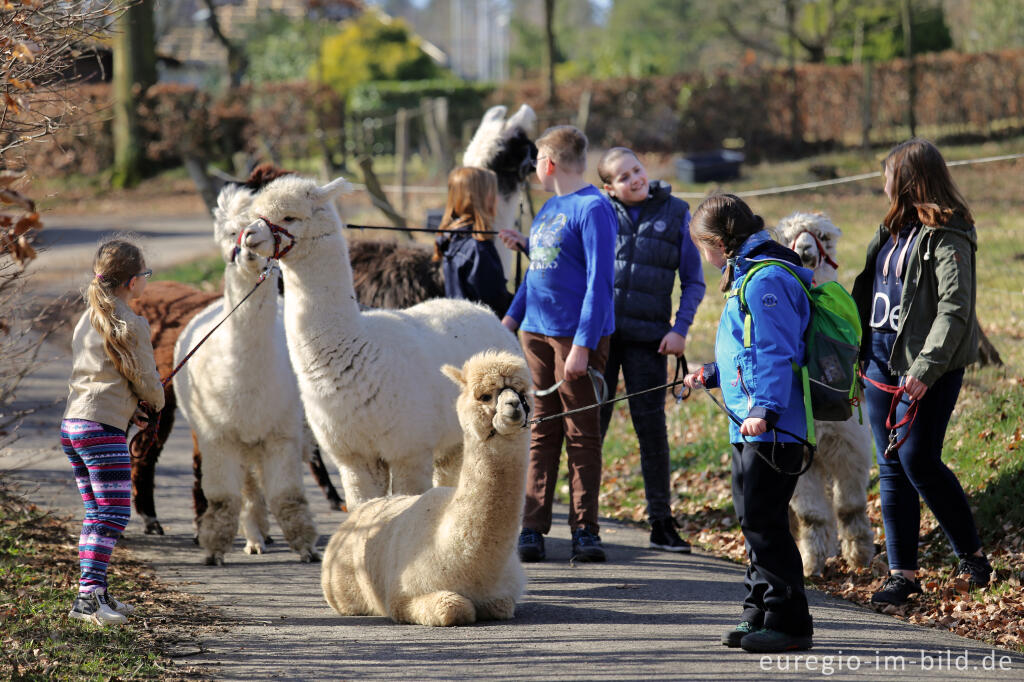 Detailansicht von Die "Venn-Lamas" von Paustenbach