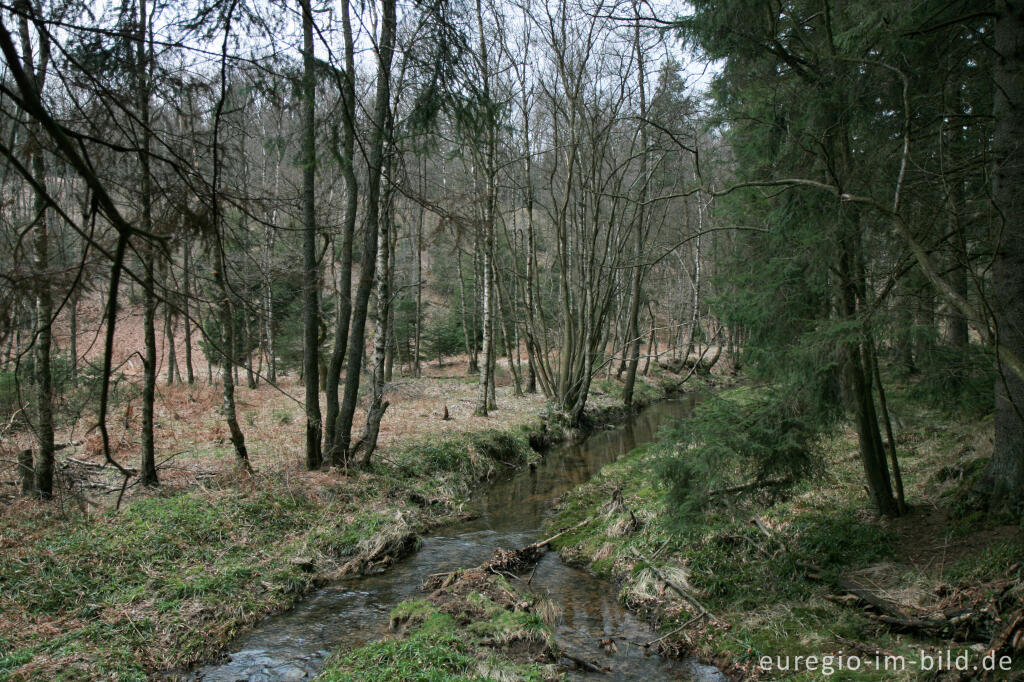 Detailansicht von Die Weser bei Petergensfeld, Nordeifel