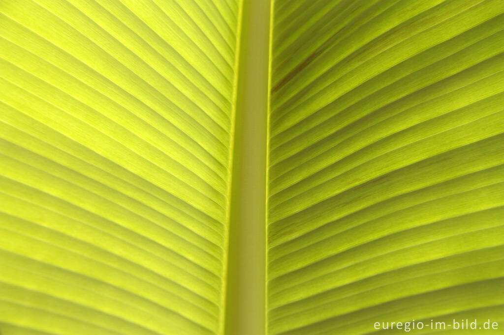 Detailansicht von Die winterharte Bananenpflanze Musa basjoo