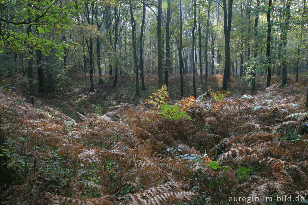 Detailansicht von Doline im Vijlenerbos