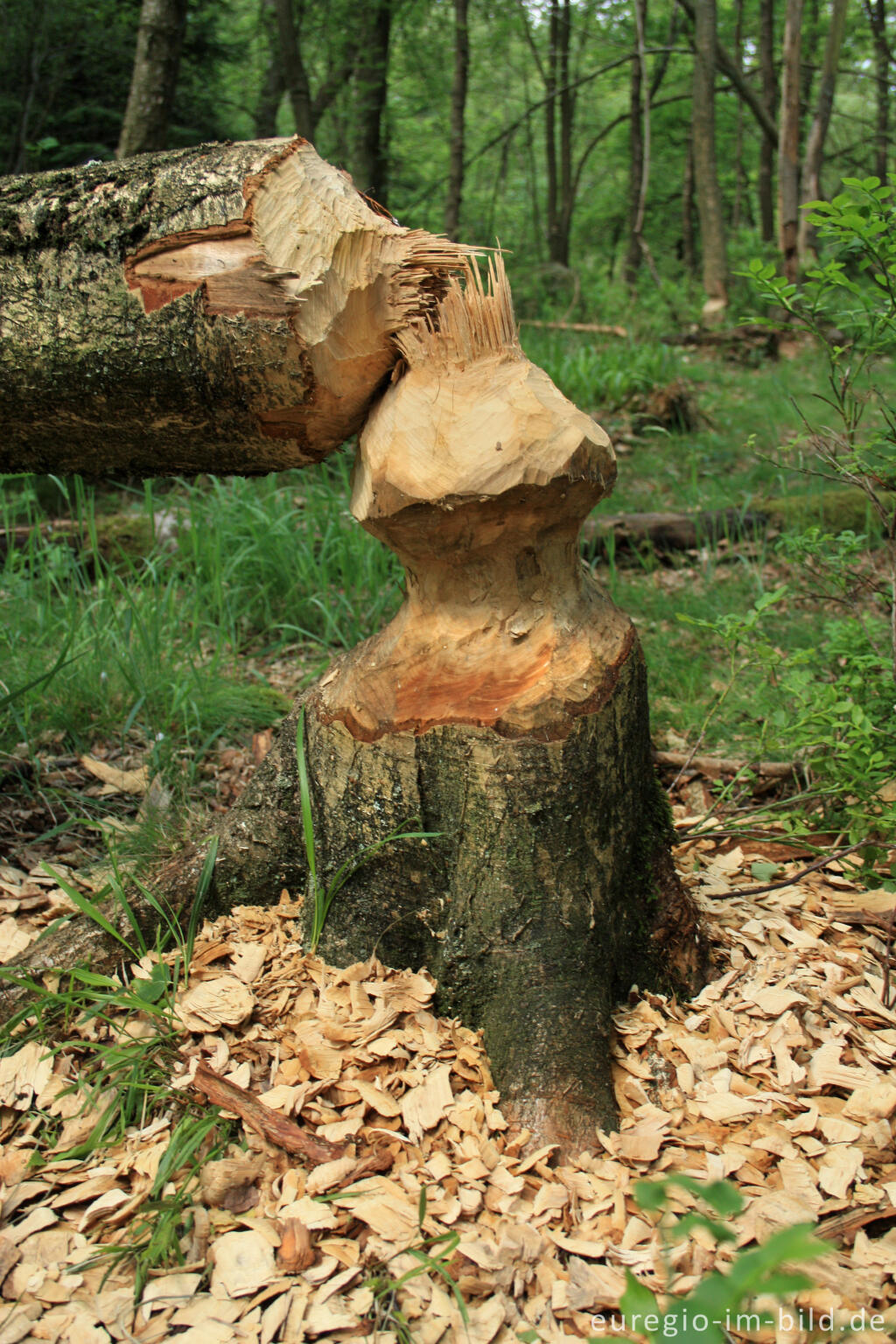 Detailansicht von Doppelte Sanduhr - von einem Biber gefällter Baum,  Wesertal